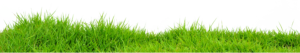 Grass-PNG-Images